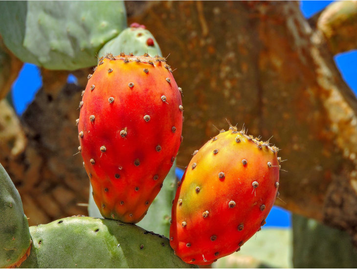 Red Cactus Fruit