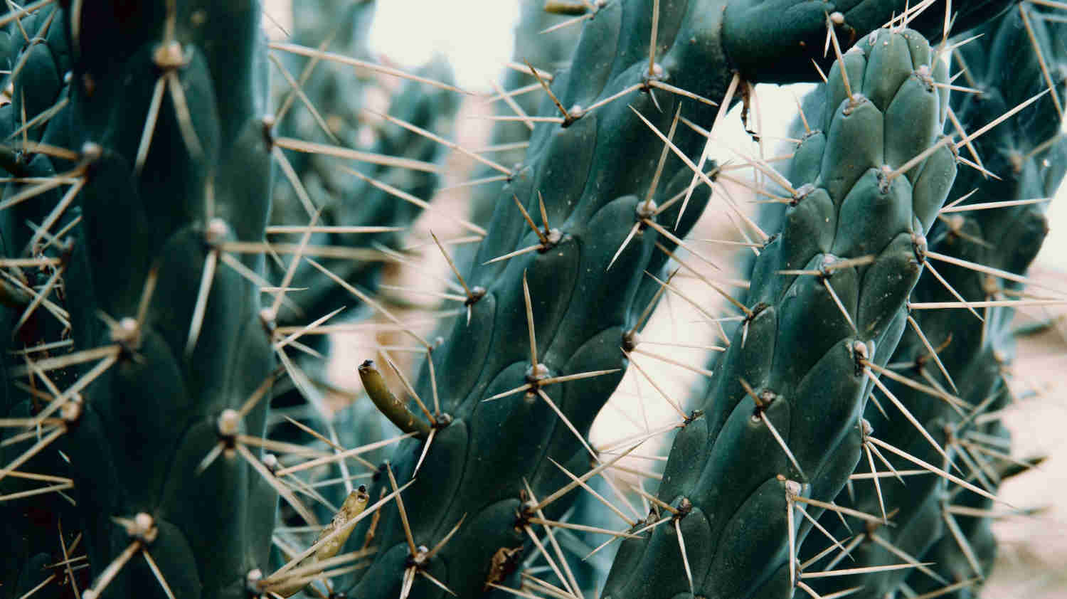 Parts of a Cactus