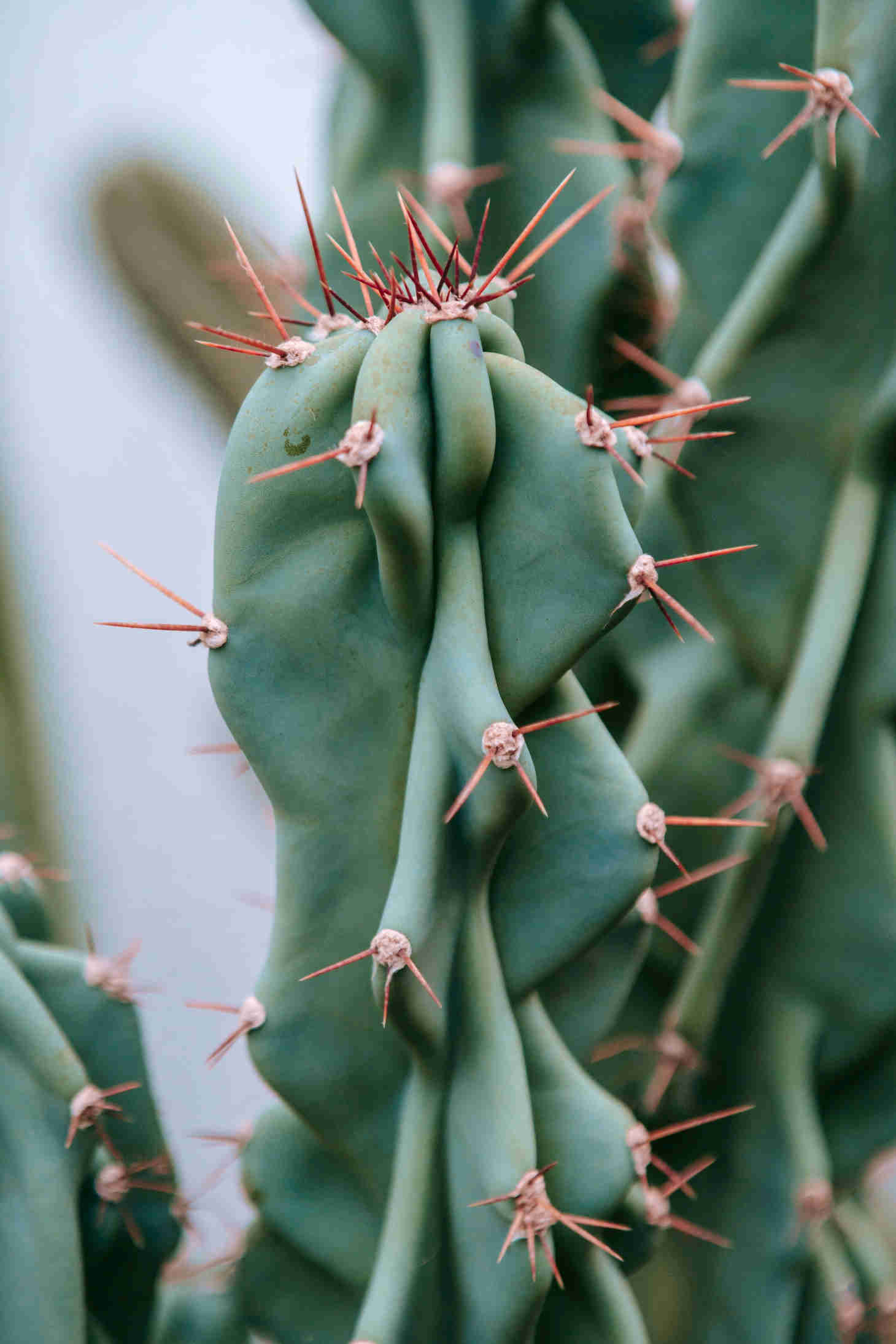 Areoles on Cactus with Tubercles
