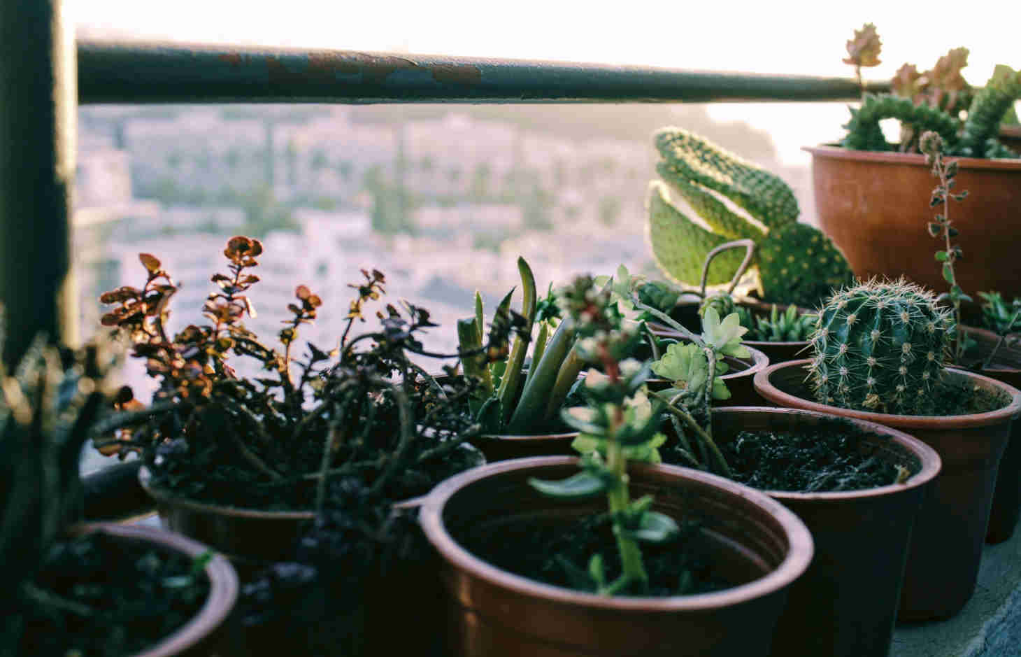 Assorted Small Potted Cacti