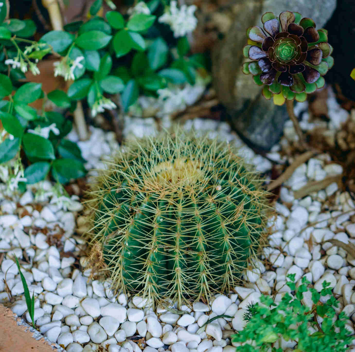 Barrel Cactus