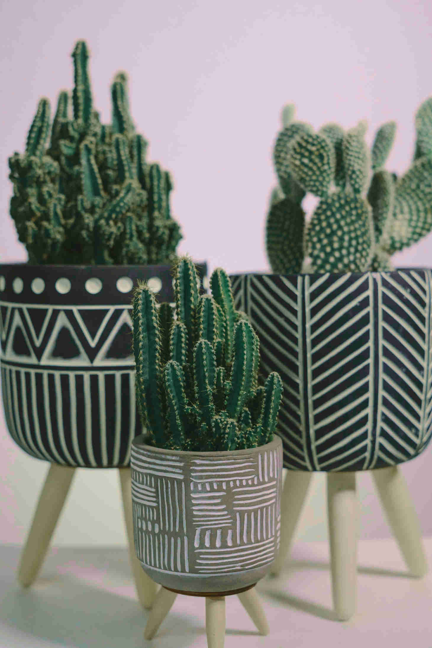 Cactus Stem Shapes
