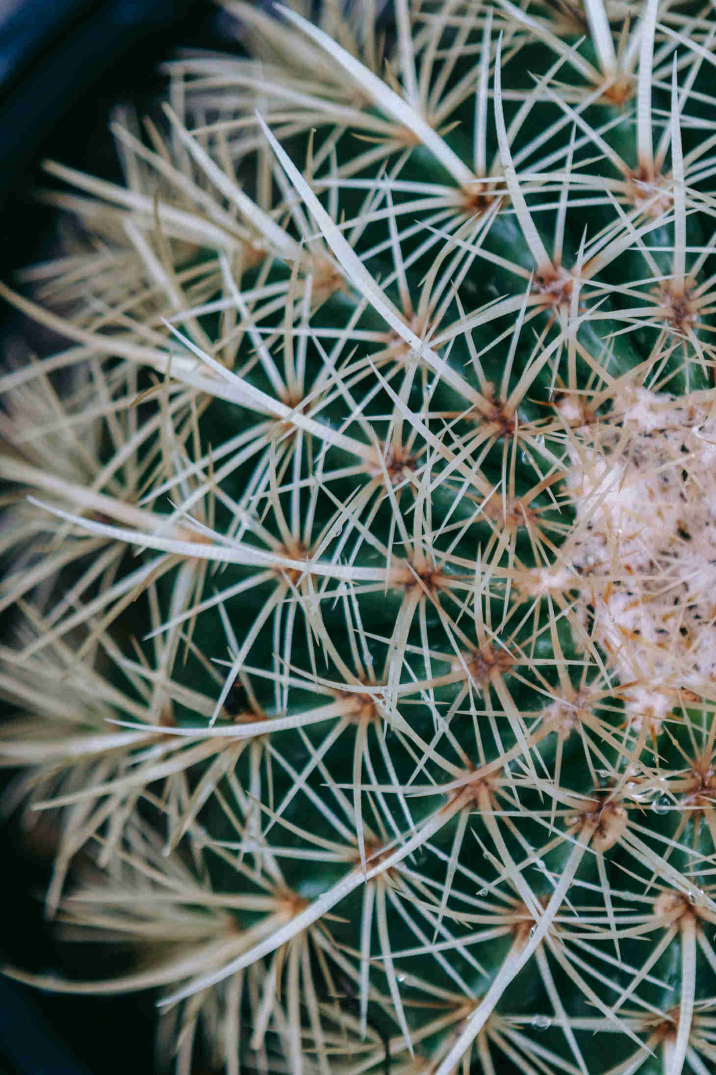 Closeup of Cactus Spines