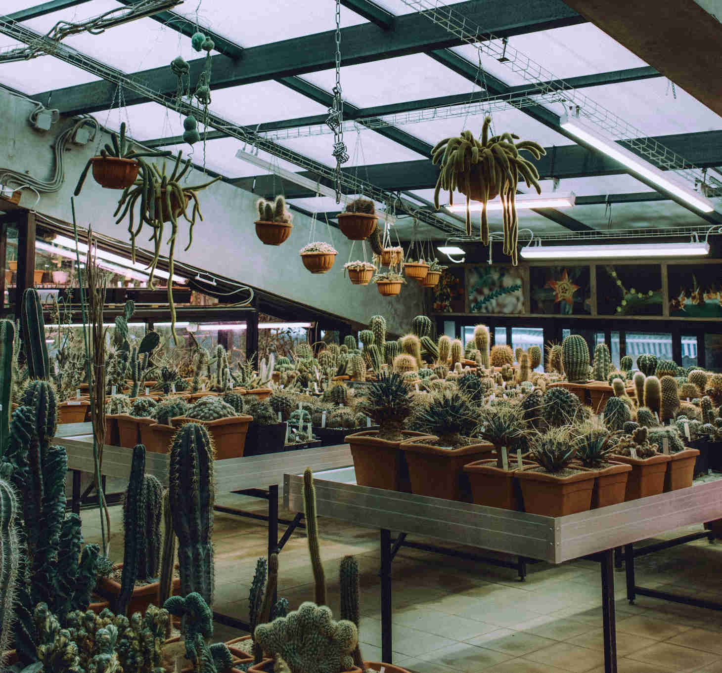 Indoor Cacti