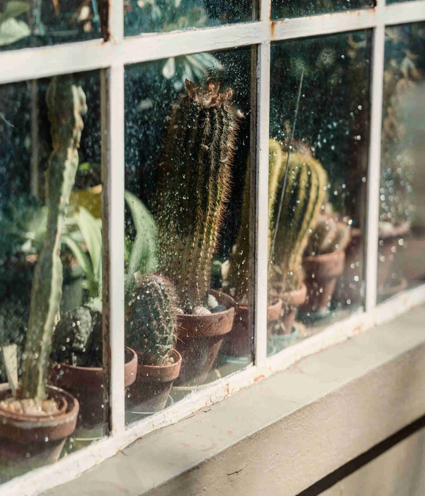 Potted Cacti by the Window