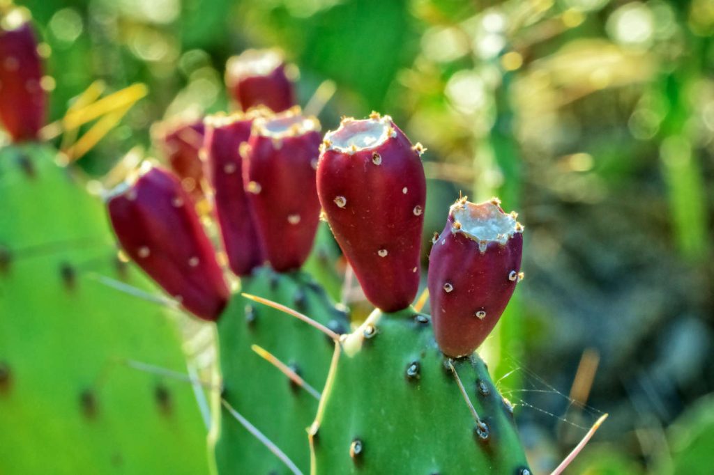 prickly pear fruit closeup