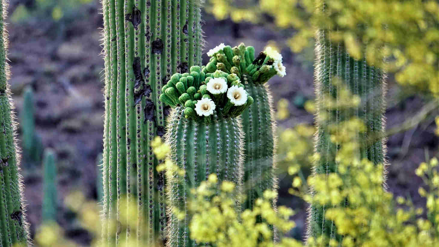 Saguaro Cactus Flowers (white)