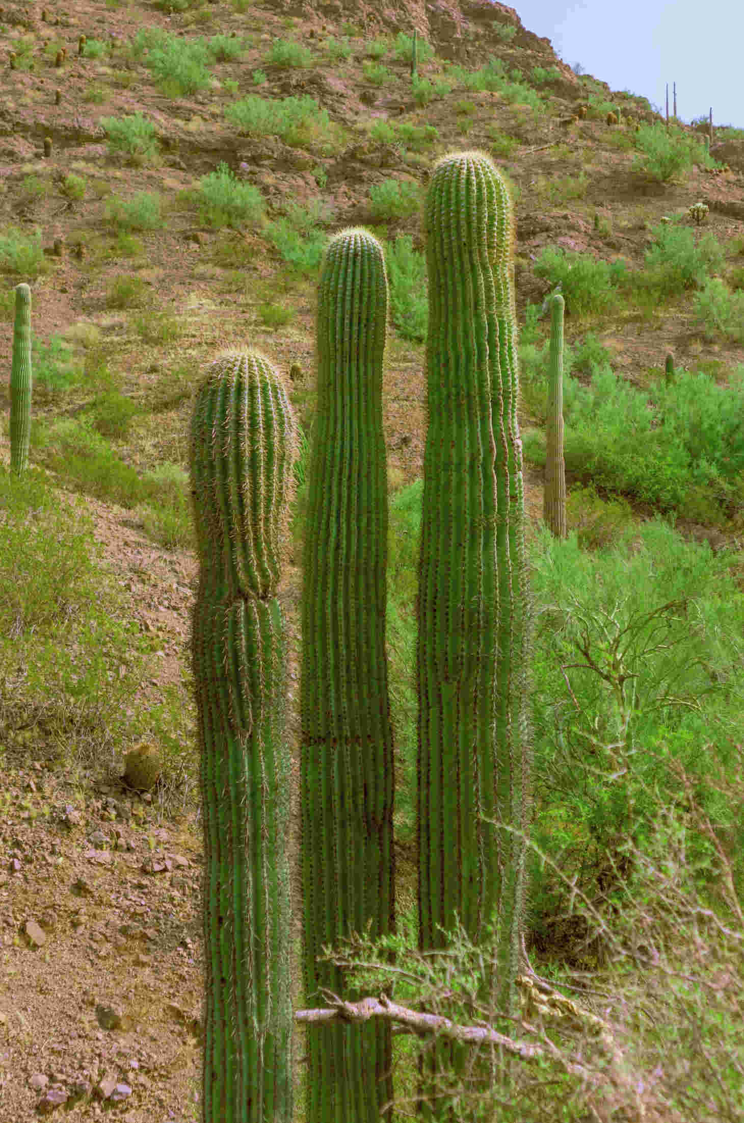 Tall Saguaro