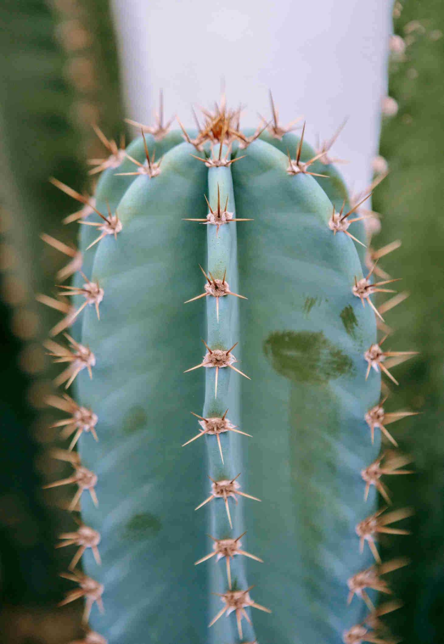 Spines Growing on Cactus Areoles