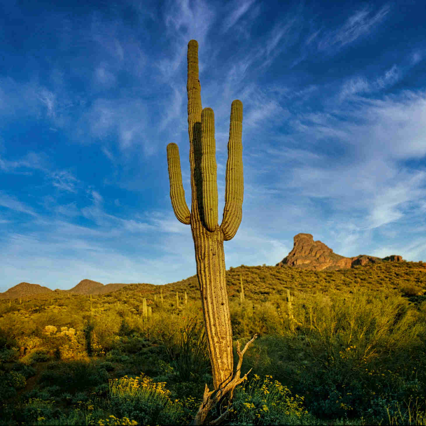 Tall Saguaro Cactus