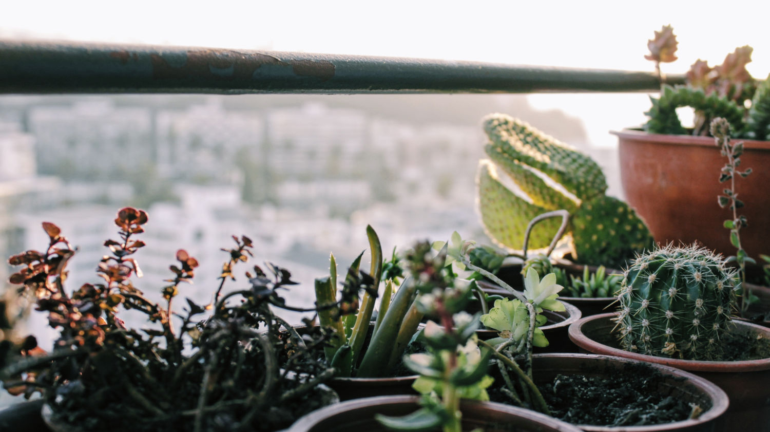 Types of Indoor Cactus