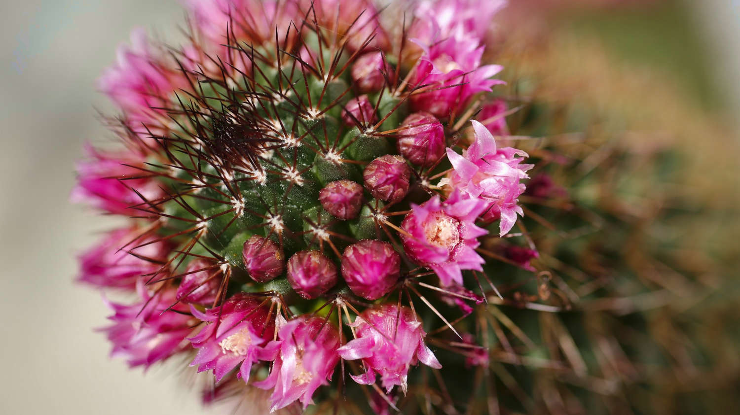 Cactus With Pink Flowers