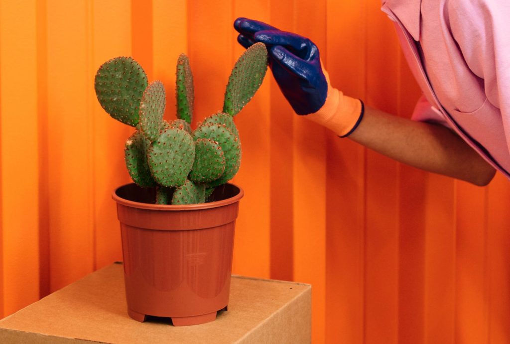 caring for potted prickly pear