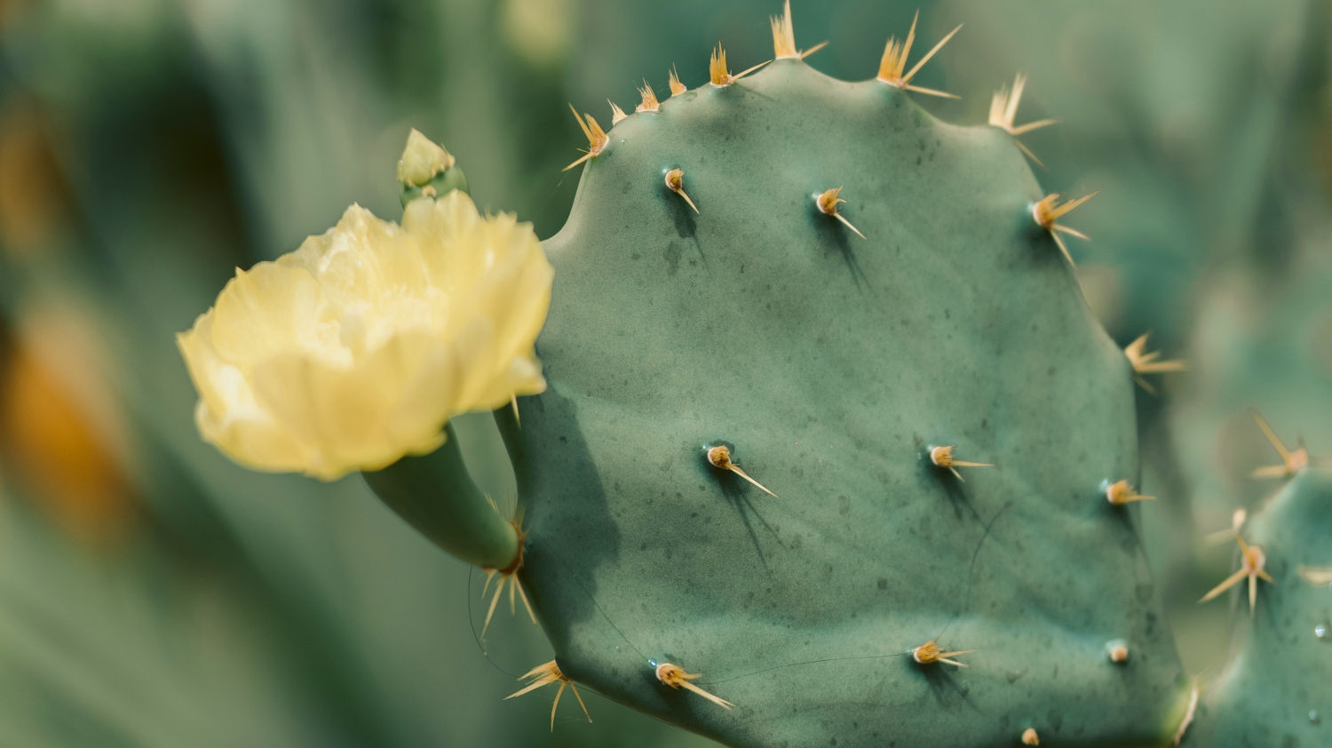 flowering cactus care