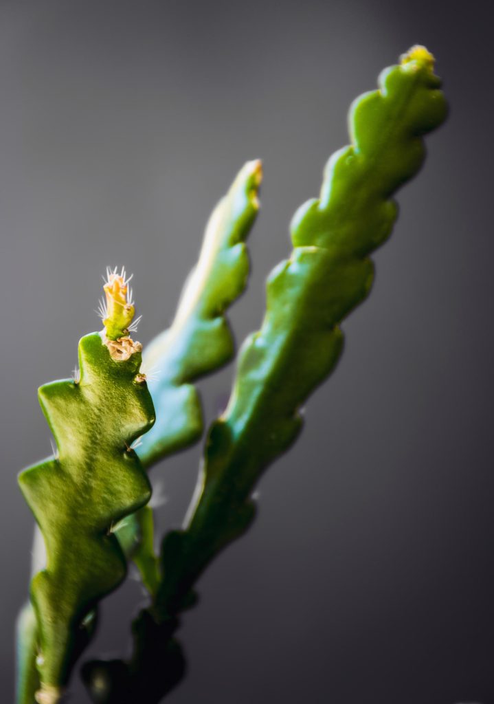 zoomed in fishbone cactus