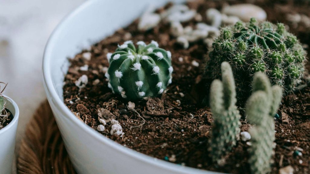 Growing Cactus from Seed