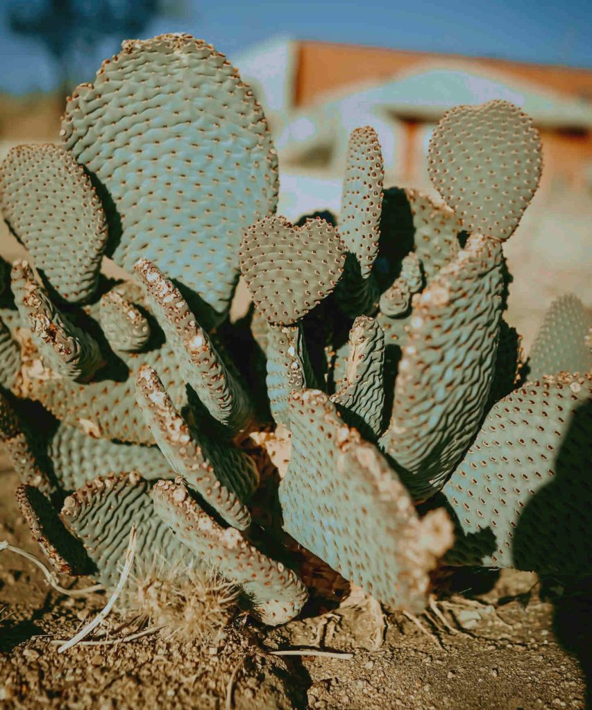 prickly pear planted on the ground