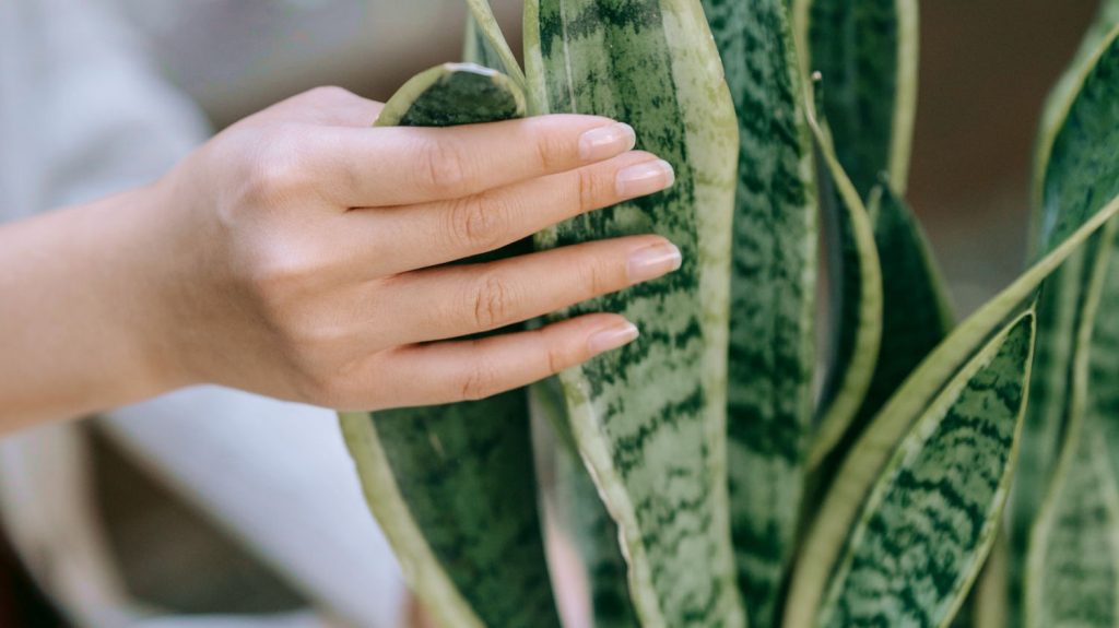 Cactus Soil For Snake Plant