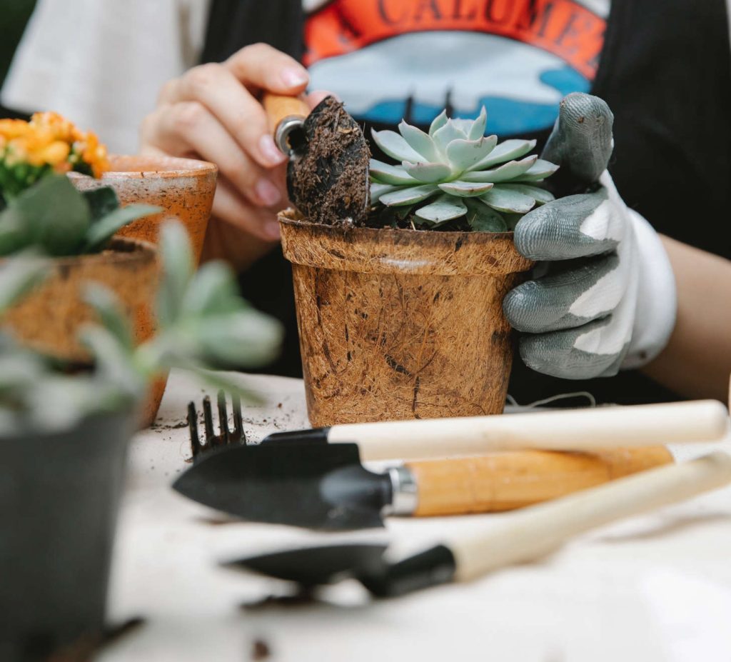 a gardener using tools in repotting