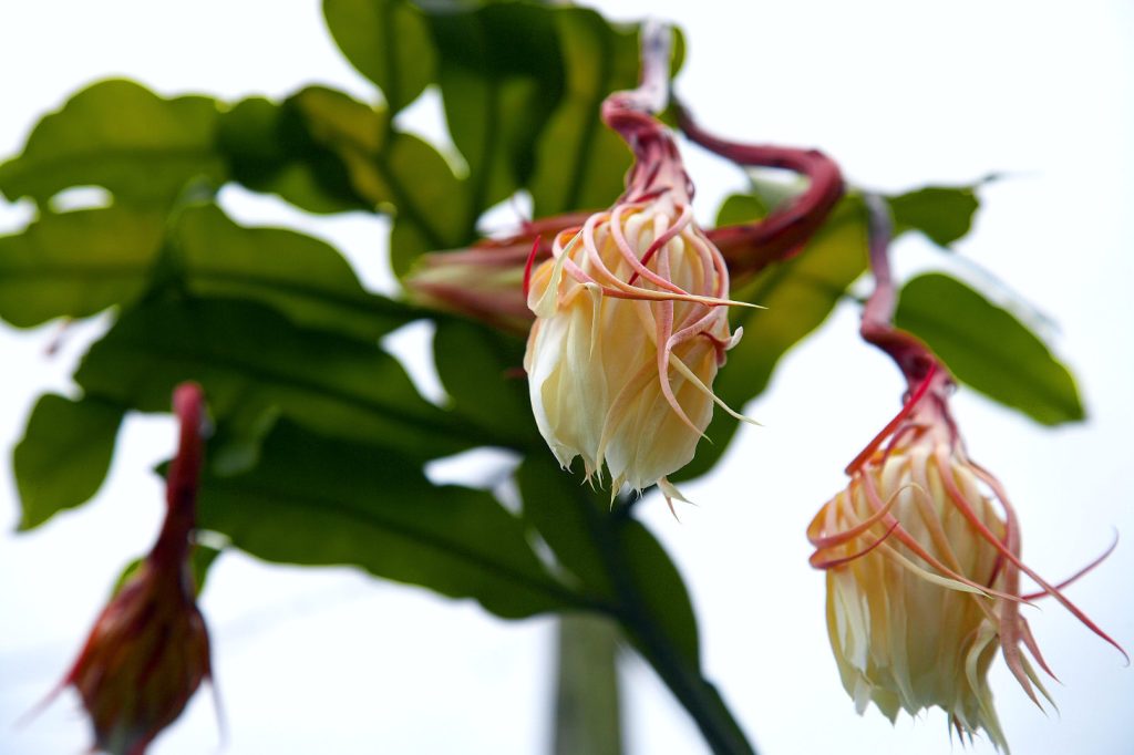 epiphyllum oxypetalum flowers