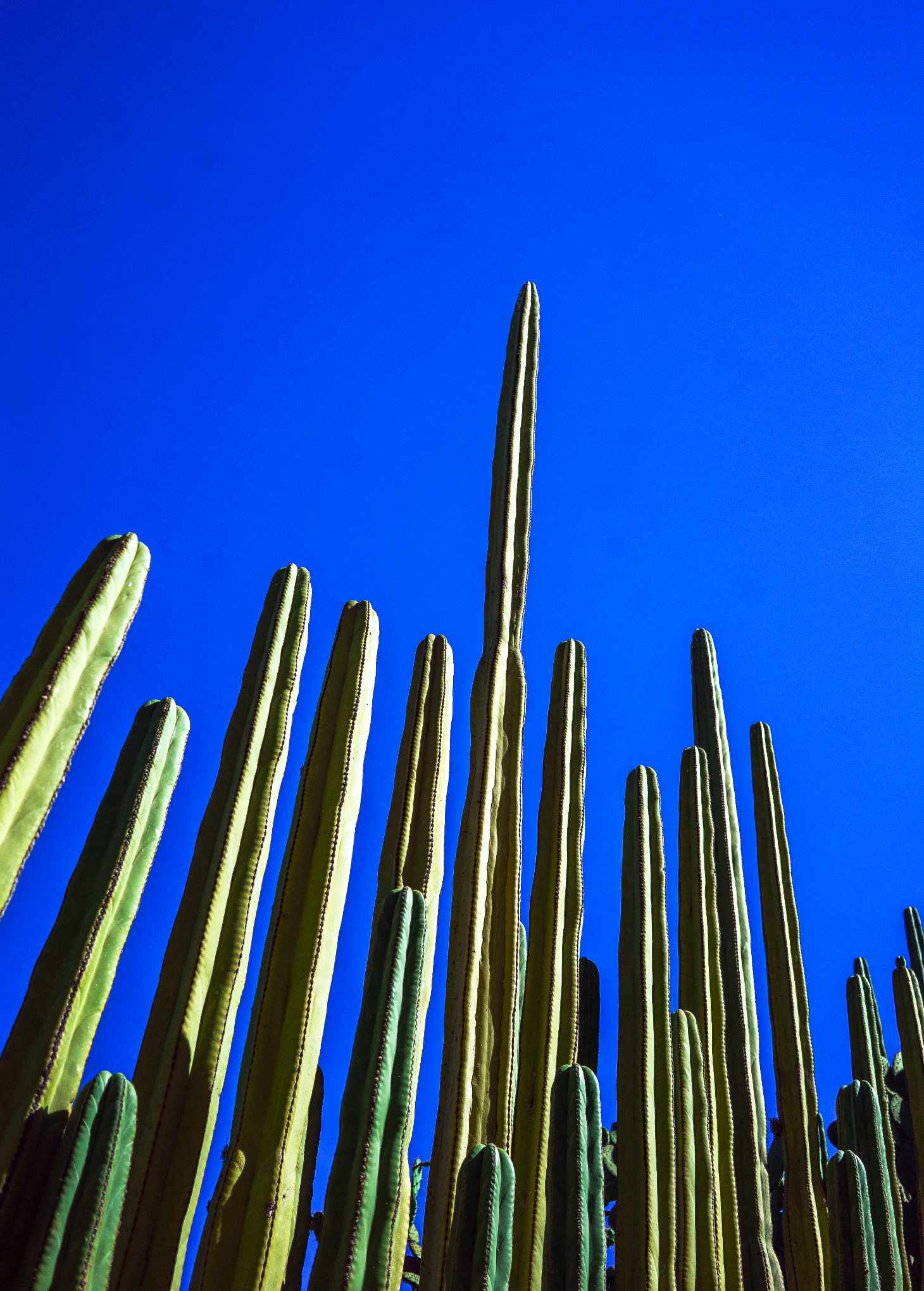 fence post cactus