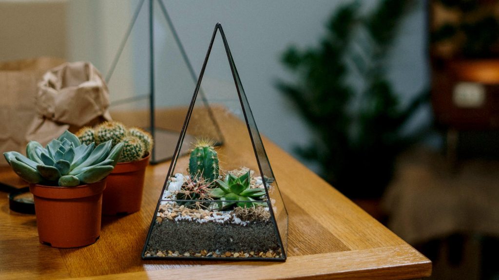 cactus terrarium