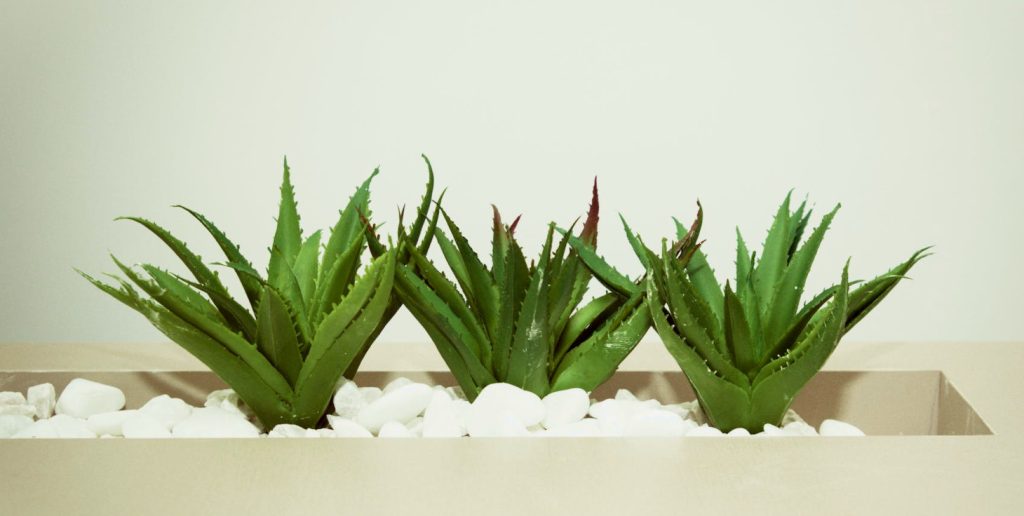 aloe vera