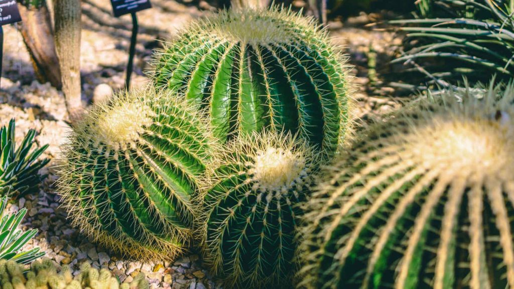 barrel cacti