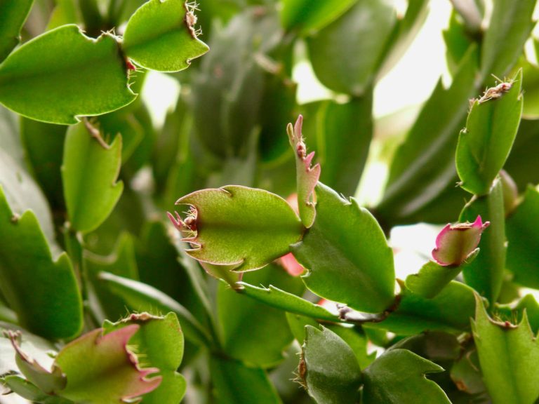 Christmas cactus leaves