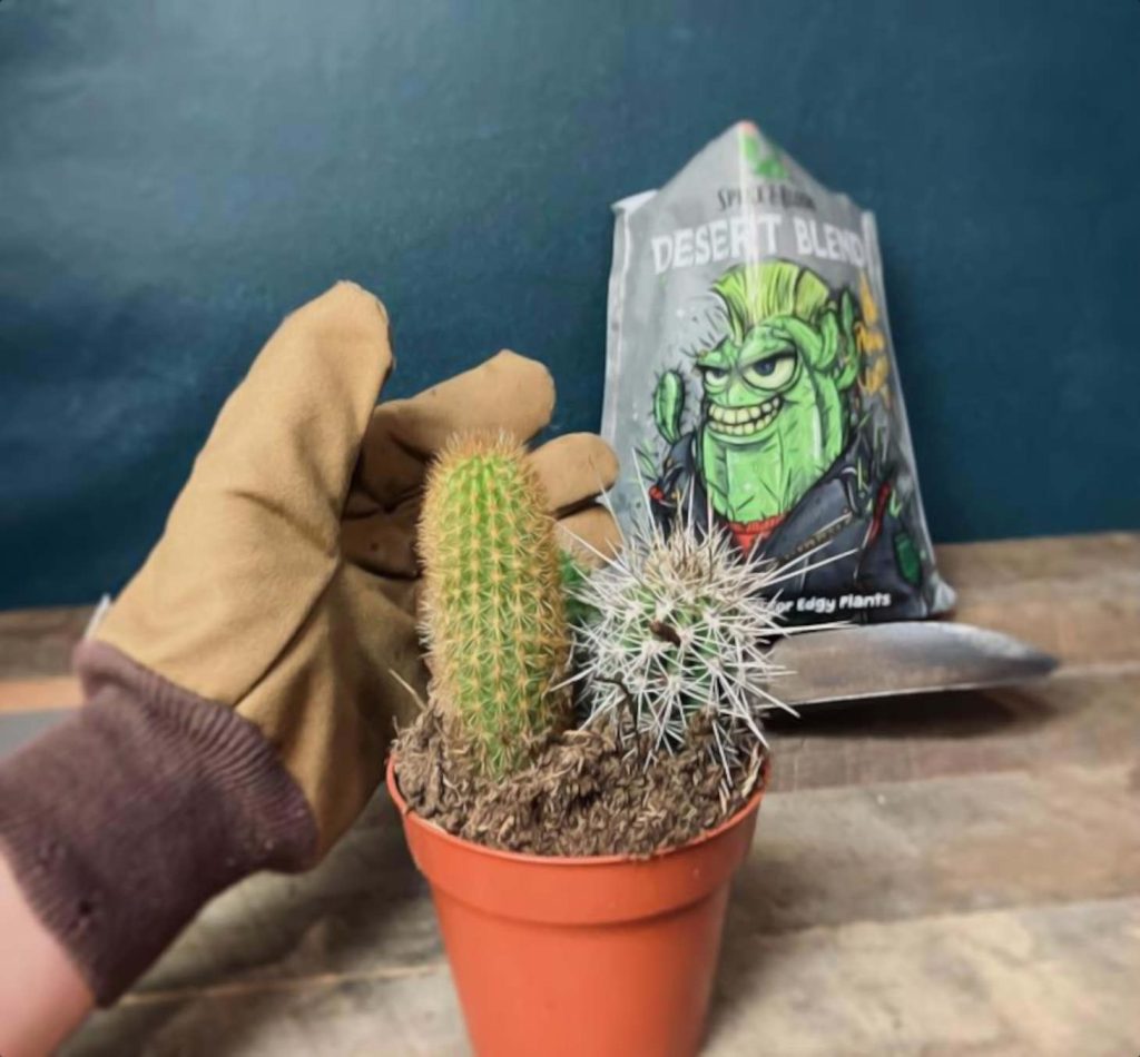 handling cacti with gloves