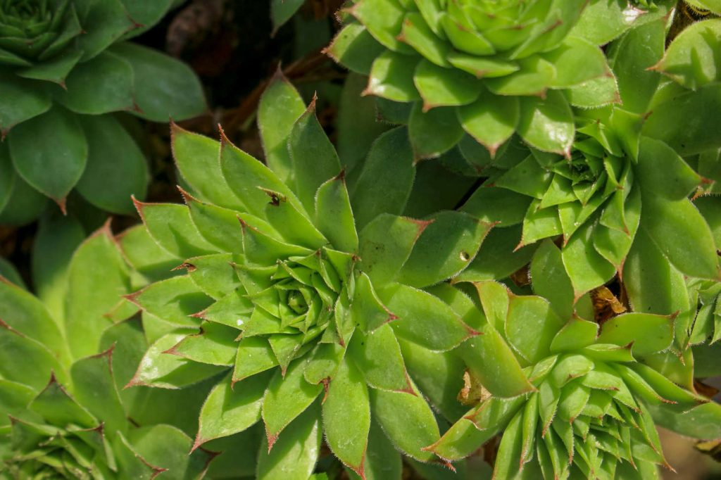 hens and chicks