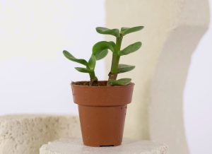 potted jade plant