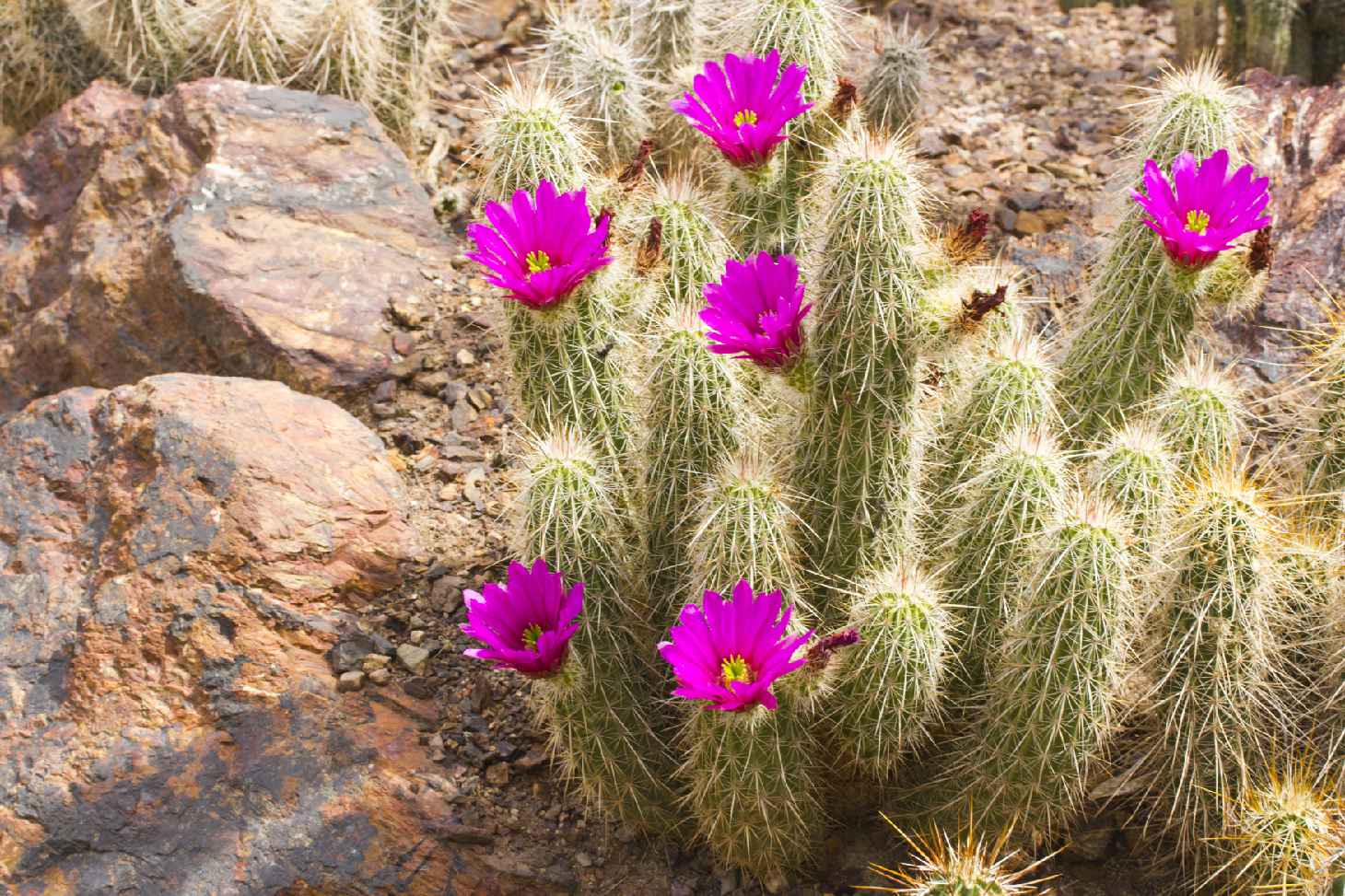 Scarlet Hedgehog Cactus