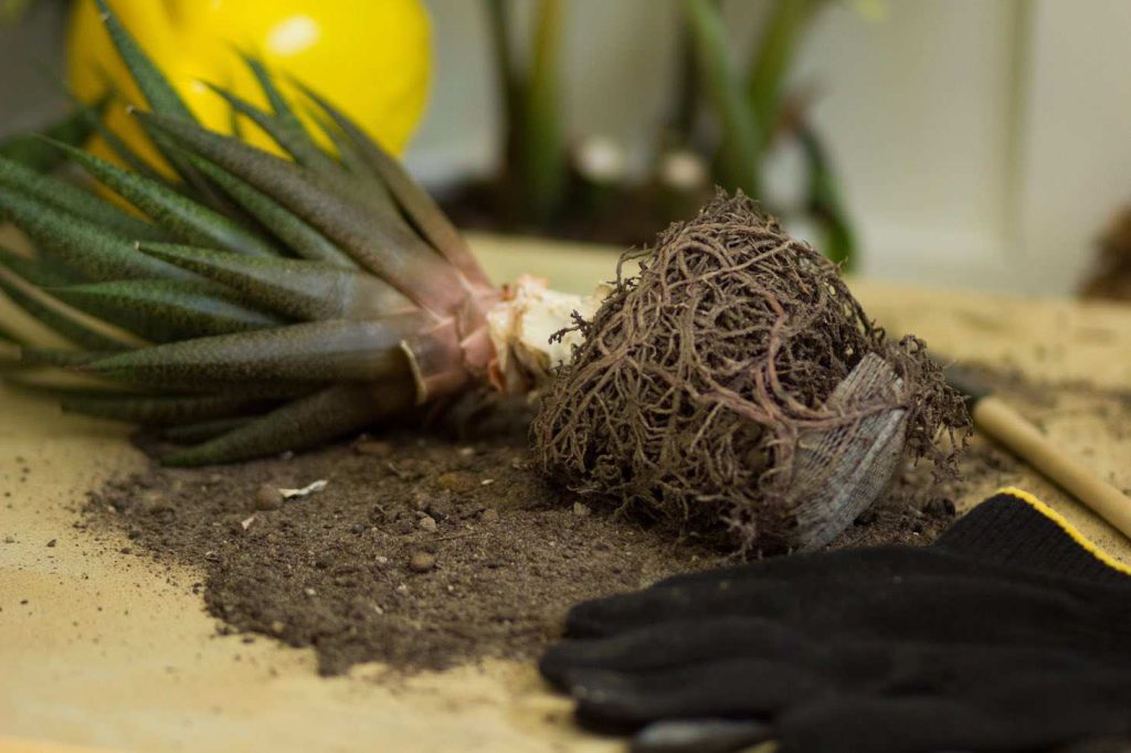 Aloe plant without pot before repotting on table