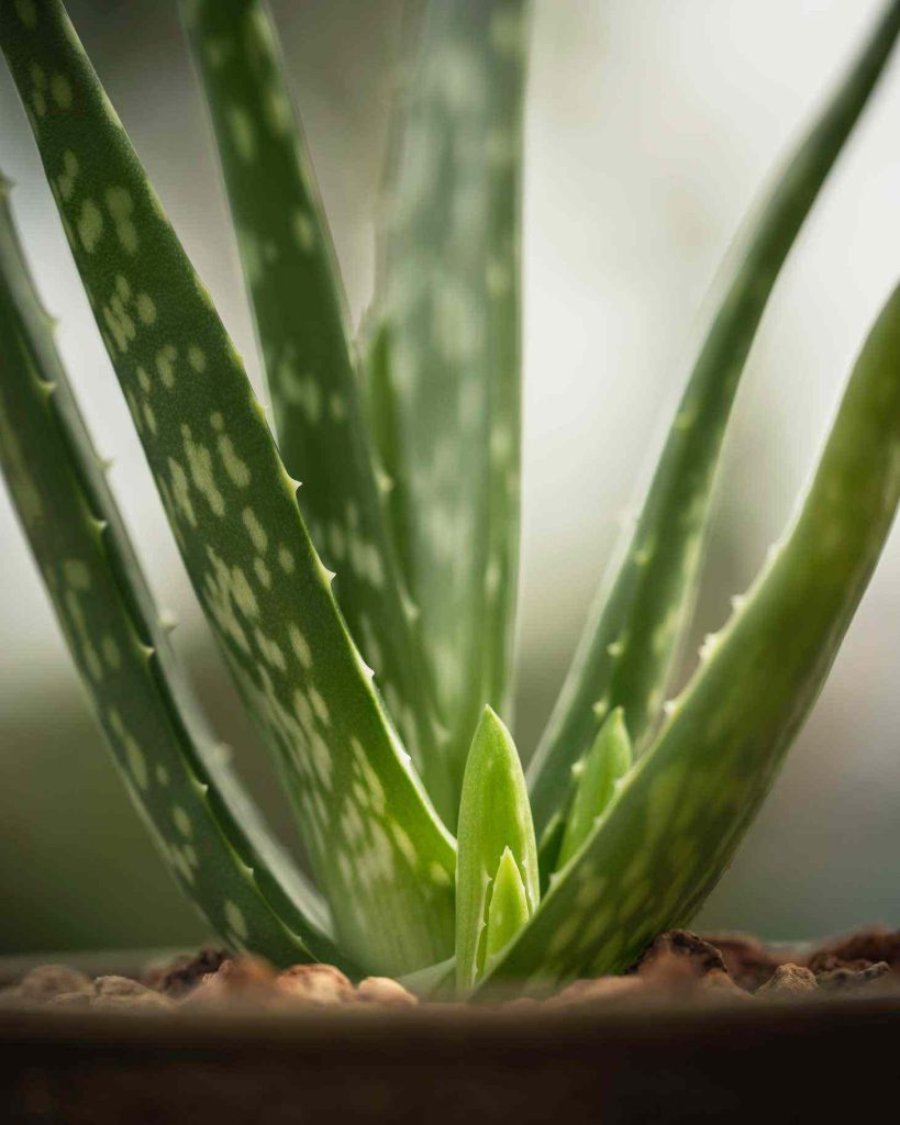 aloe close up