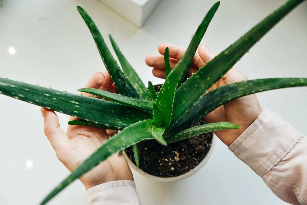 Hand holding leaf of aloe vera green tropical plant.