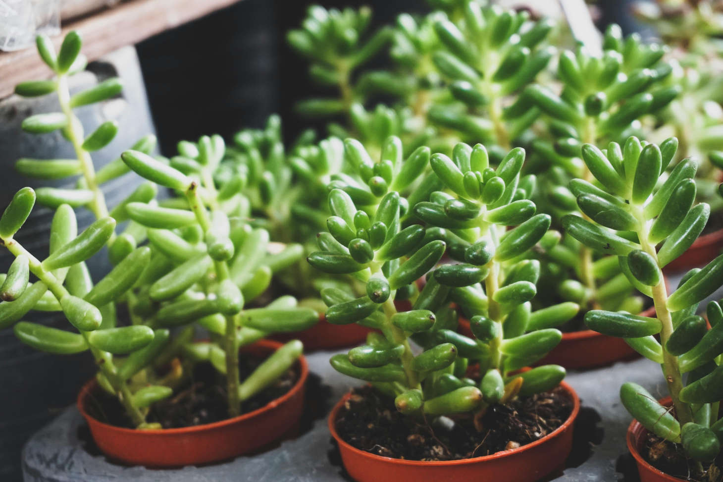 baby succulents closeup