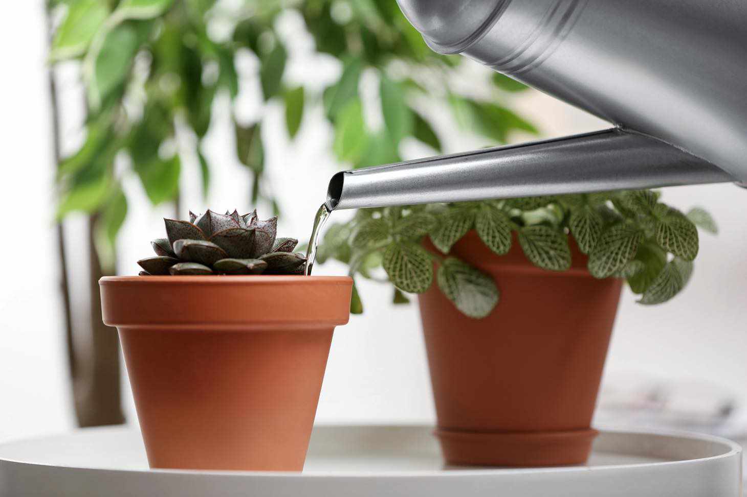 small potted succulents next to watering can