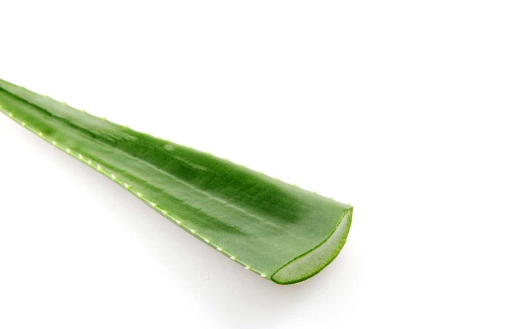 Aloe leaf on white background