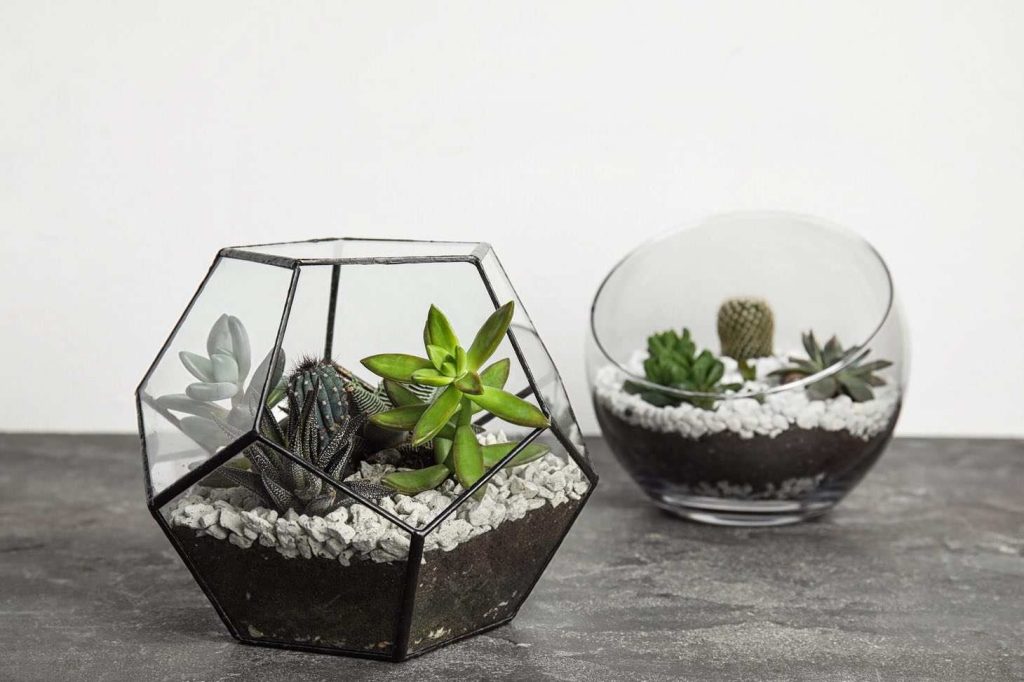 dodecahedron terrarium