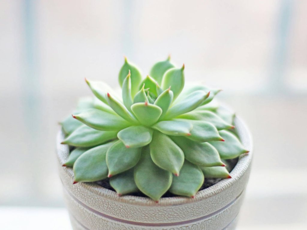 echeveria in light pot light background