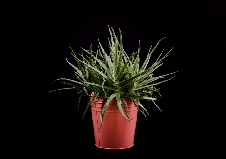 large aloe in red planter with black background