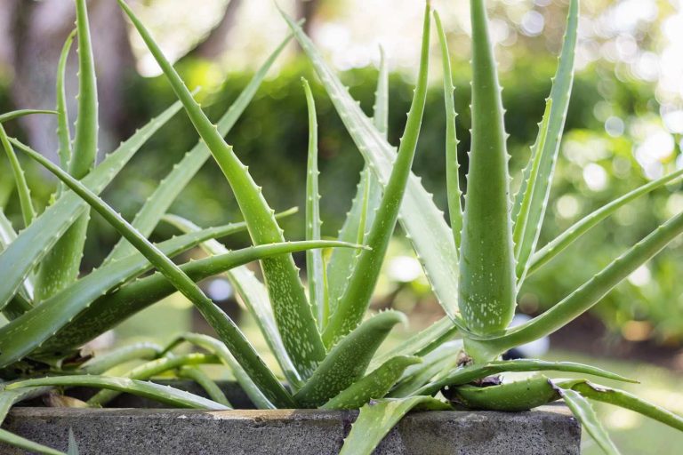 several aloe plants in cement planter