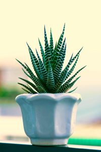 small haworthia