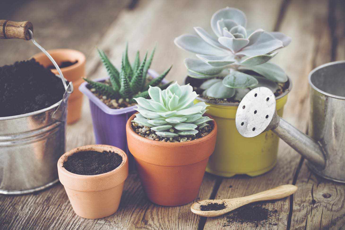 small potted succulents next to watering can