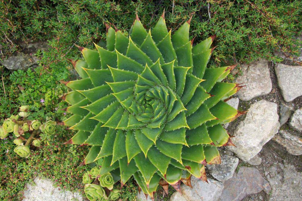 spiral aloe plant outdoors