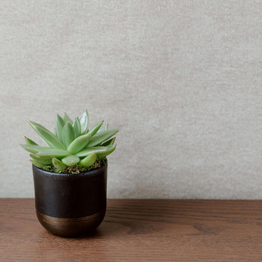 succulent on wood table