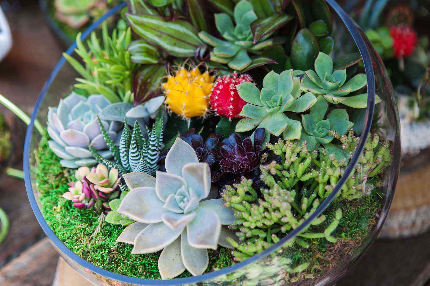 terrarium from above succulents and cacti