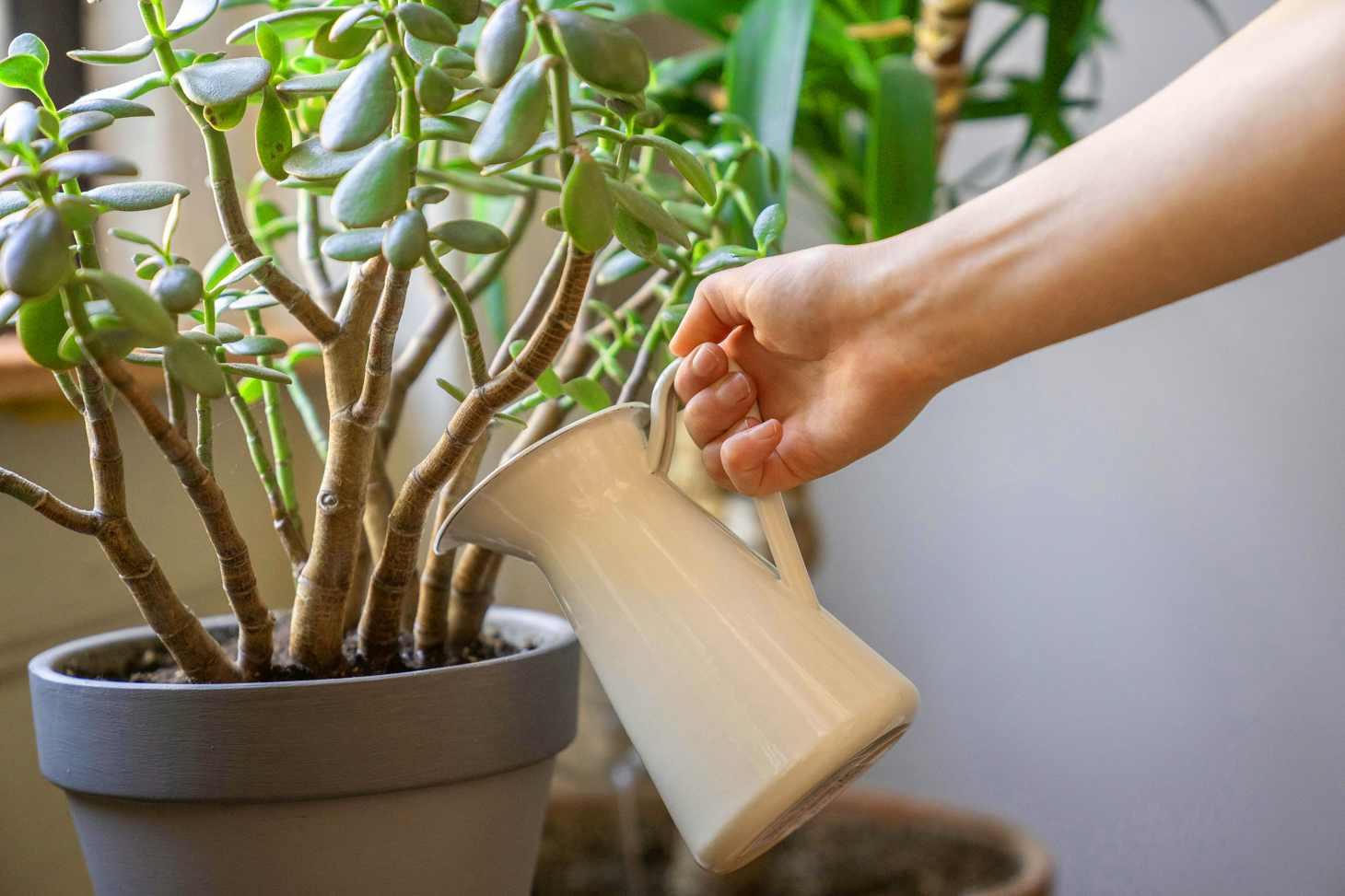 watering potted jade plant