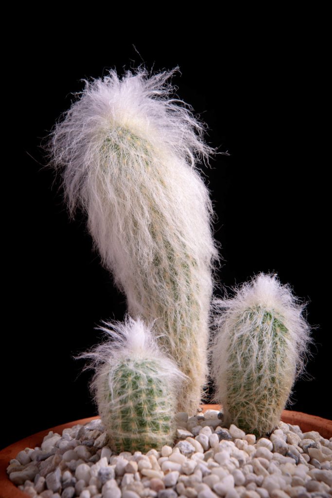 3 Old Man Cacti (Cephalocereus Senilis)